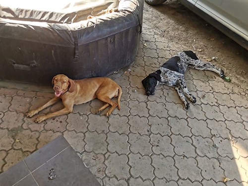 Razvan- petsitter Cernica sau Bonă pentru animale pentru