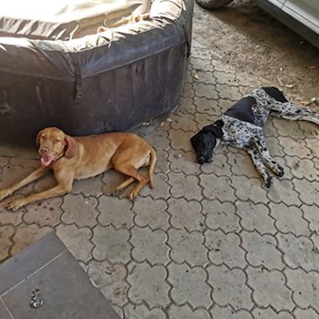 thumbnail petsitter Cernica sau bonă pentru animale pentru