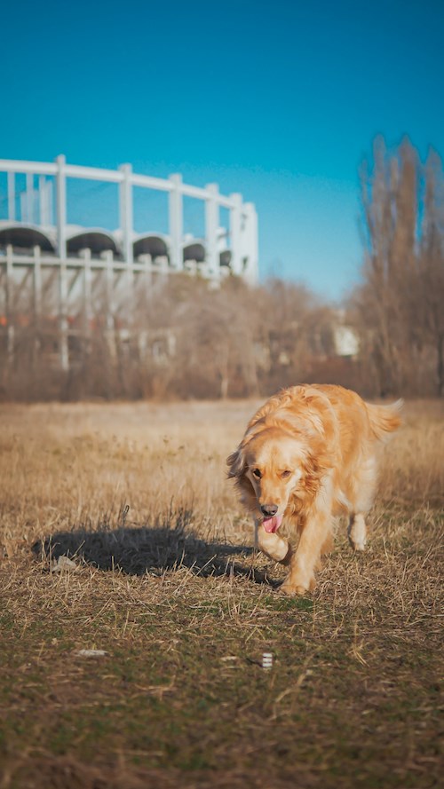 Remus- petsitter București or Pet nanny for dogs cats