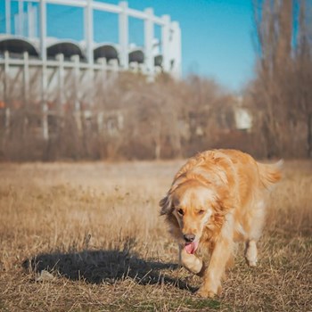 thumbnail petsitter București or pet nanny for dogs cats