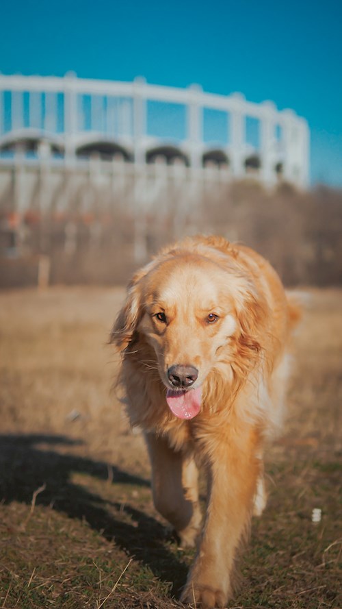 Remus- petsitter București or Pet nanny for dogs cats