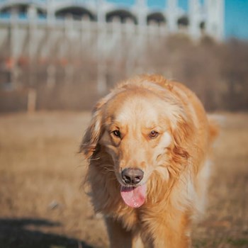 thumbnail petsitter București or pet nanny for dogs cats