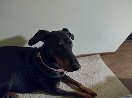 Razvan- petsitter Cernica sau Bonă pentru animale pentru