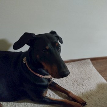 thumbnail petsitter Cernica sau bonă pentru animale pentru