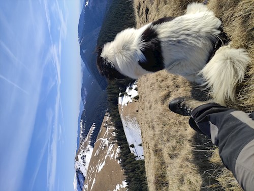 Anca- petsitter București or Pet nanny for dogs cats