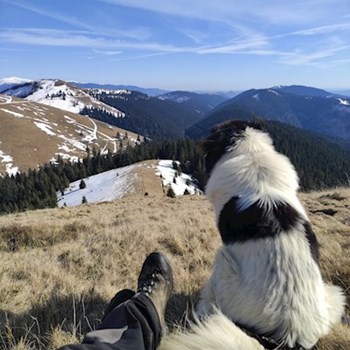 thumbnail petsitter București or pet nanny for dogs cats