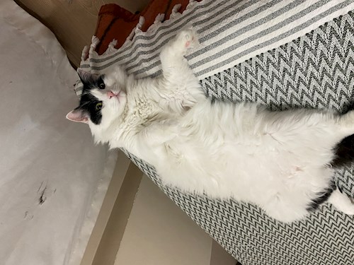 Cazamir- petsitter Târgu Mureș or Pet nanny for dogs cats