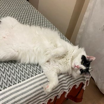 thumbnail petsitter Târgu Mureș or pet nanny for dogs cats