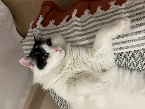 Cazamir- petsitter Târgu Mureș or Pet nanny for dogs cats