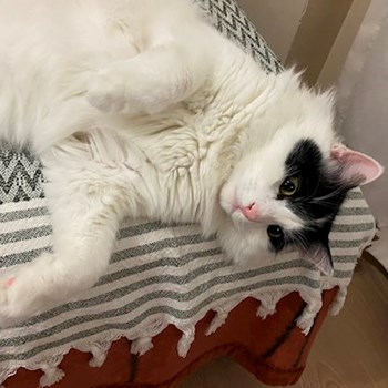 thumbnail petsitter Târgu Mureș or pet nanny for dogs cats