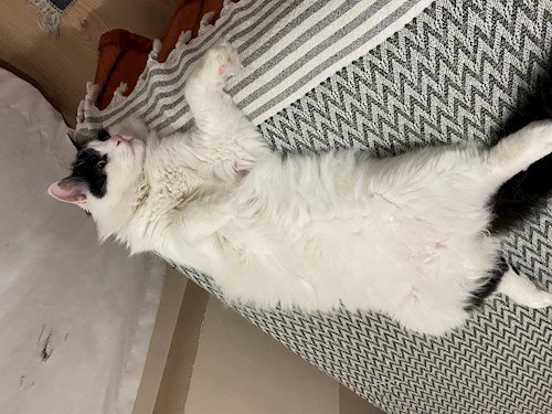 Cazamir- petsitter Târgu Mureș or Pet nanny for dogs cats