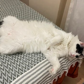 thumbnail petsitter Târgu Mureș or pet nanny for dogs cats