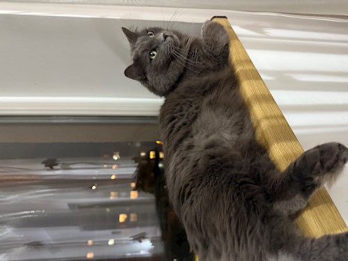 Catalina- petsitter Iași sau Bonă pentru animale pentru câini pisici