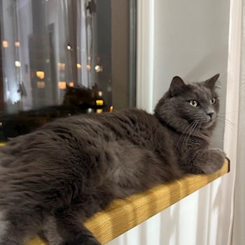 thumbnail petsitter Iași sau bonă pentru animale pentru câini pisici