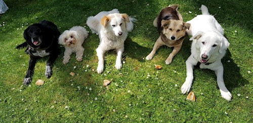 Alex- petsitter Cluj-Napoca or Pet nanny for dogs