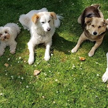 thumbnail petsitter Cluj-Napoca or pet nanny for dogs