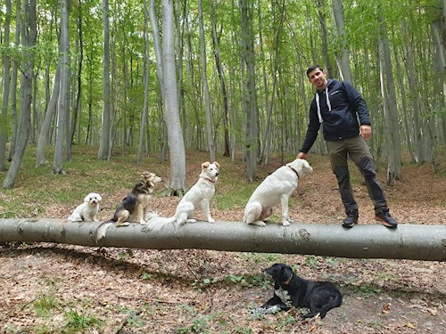 Alex- petsitter Cluj-Napoca or Pet nanny for dogs