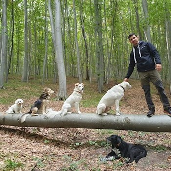 thumbnail petsitter Cluj-Napoca or pet nanny for dogs