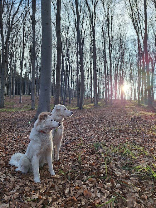 Alex- petsitter Cluj-Napoca or Pet nanny for dogs