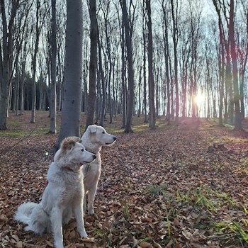 thumbnail petsitter Cluj-Napoca or pet nanny for dogs