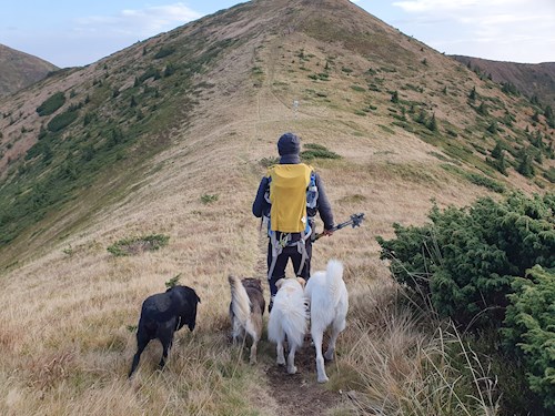 Alex- petsitter Cluj-Napoca or Pet nanny for dogs