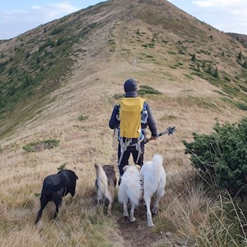 thumbnail petsitter Cluj-Napoca or pet nanny for dogs