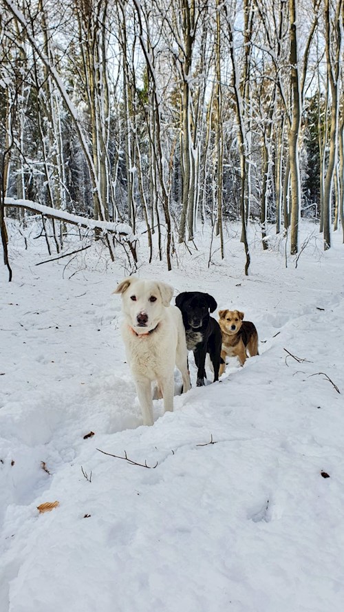 Alex- petsitter Cluj-Napoca or Pet nanny for dogs