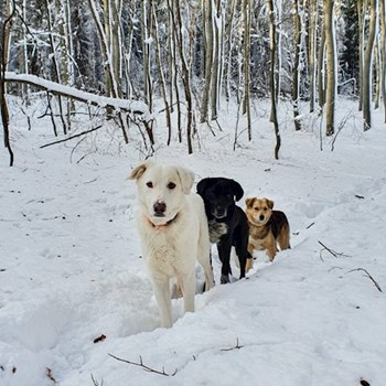 thumbnail petsitter Cluj-Napoca or pet nanny for dogs