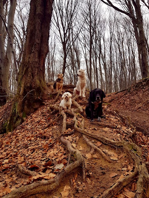 Alex- petsitter Cluj-Napoca or Pet nanny for dogs