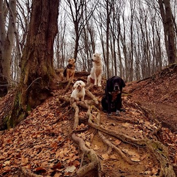 thumbnail petsitter Cluj-Napoca or pet nanny for dogs