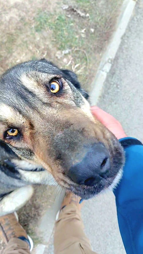 Remus- petsitter București or Pet nanny for dogs cats