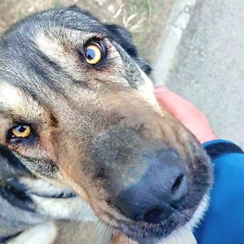 thumbnail petsitter București or pet nanny for dogs cats