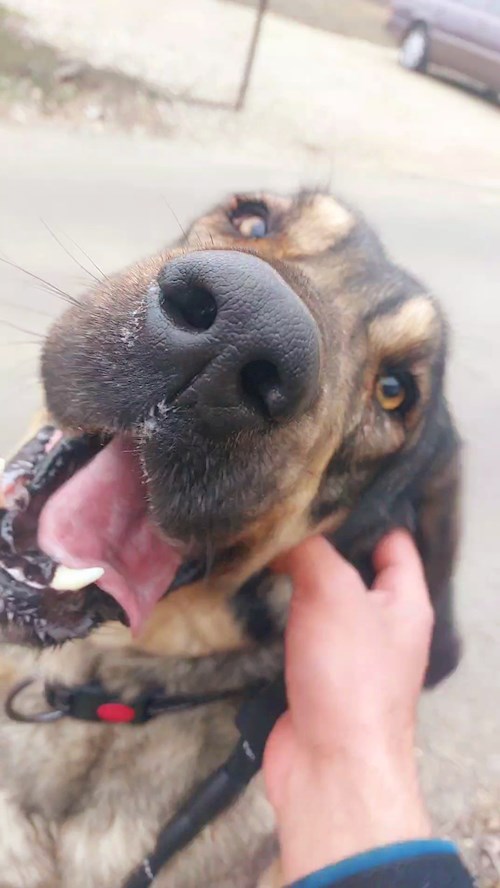 Remus- petsitter București or Pet nanny for dogs cats