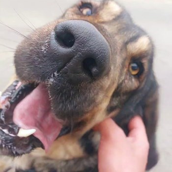 thumbnail petsitter București or pet nanny for dogs cats