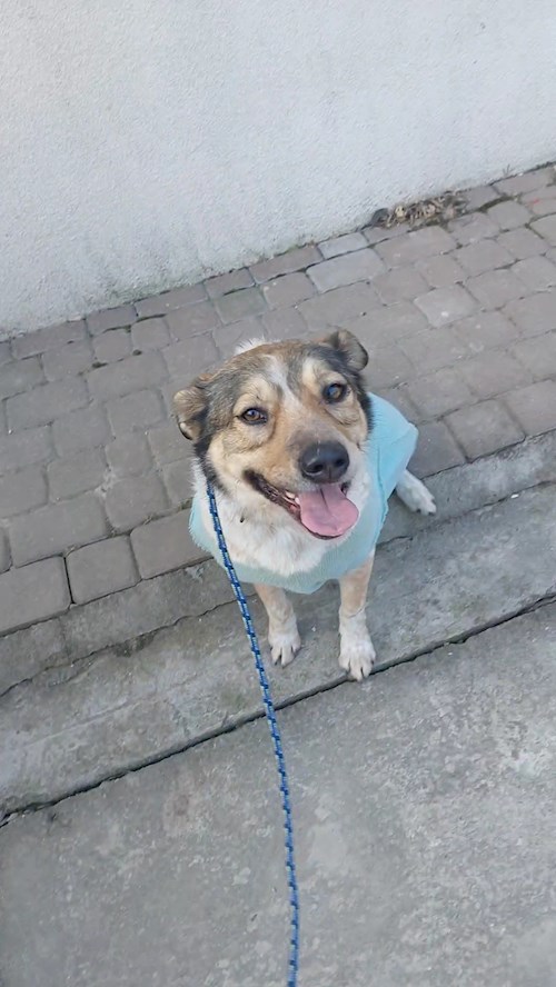 Remus- petsitter București or Pet nanny for dogs cats