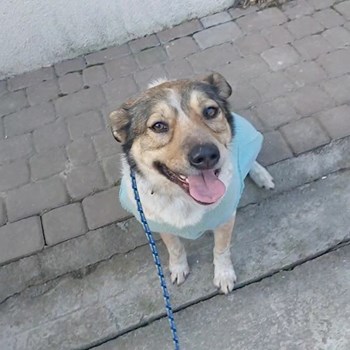 thumbnail petsitter București or pet nanny for dogs cats