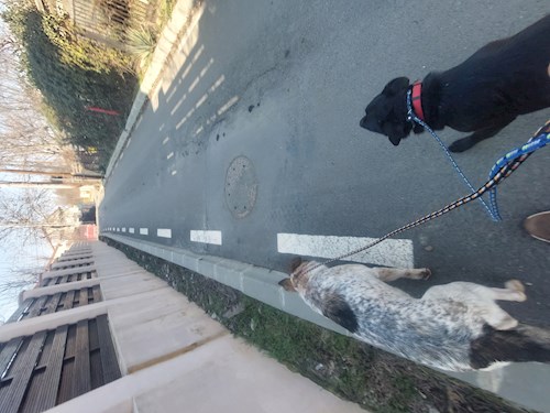 Remus- petsitter București or Pet nanny for dogs cats