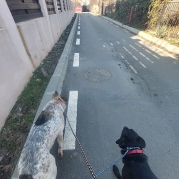 thumbnail petsitter București or pet nanny for dogs cats