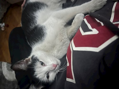 Mora- petsitter Cluj-Napoca or Pet nanny for dogs cats