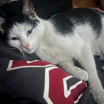 thumbnail petsitter Cluj-Napoca or pet nanny for dogs cats