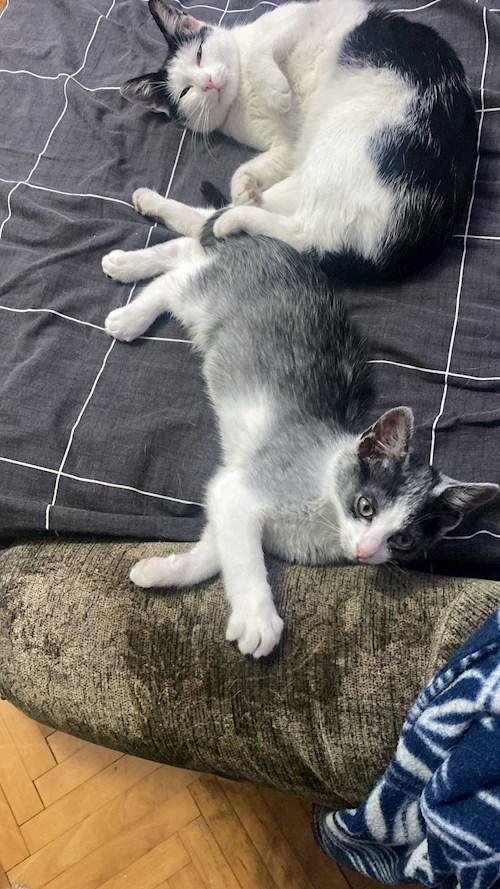 Mora- petsitter Cluj-Napoca or Pet nanny for dogs cats