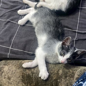 thumbnail petsitter Cluj-Napoca or pet nanny for dogs cats