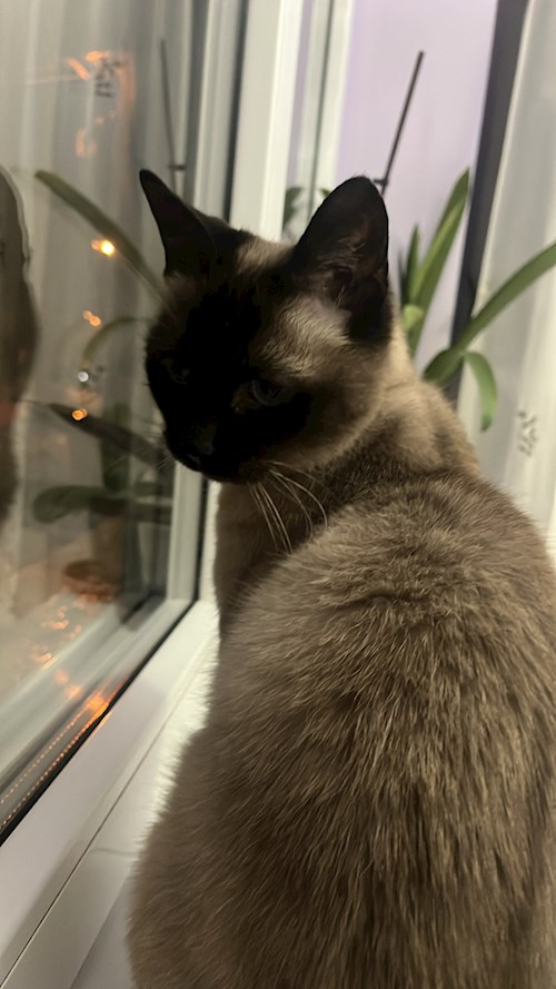 Mora- petsitter Cluj-Napoca or Pet nanny for dogs cats