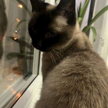 thumbnail petsitter Cluj-Napoca or pet nanny for dogs cats