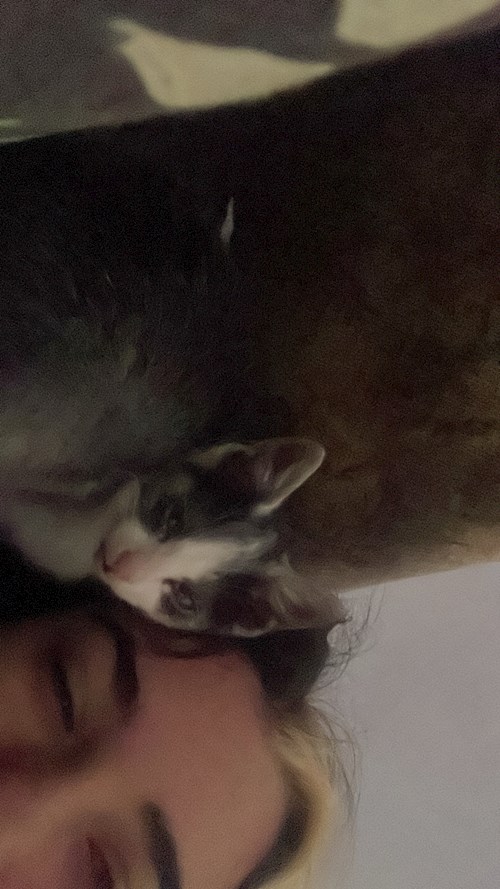 Mora- petsitter Cluj-Napoca or Pet nanny for dogs cats