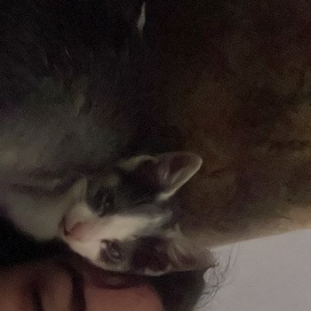 thumbnail petsitter Cluj-Napoca or pet nanny for dogs cats