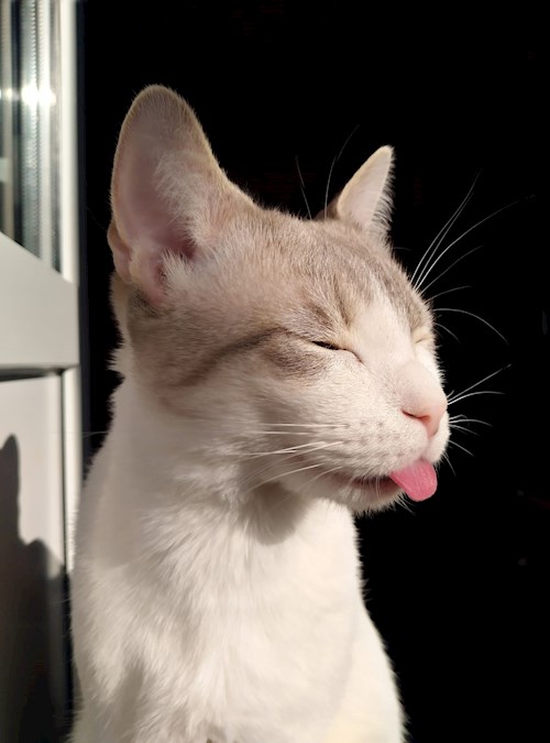 Andra-Sorina- petsitter Cluj-Napoca or Pet nanny for cats