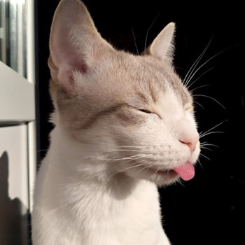 thumbnail petsitter Cluj-Napoca or pet nanny for cats