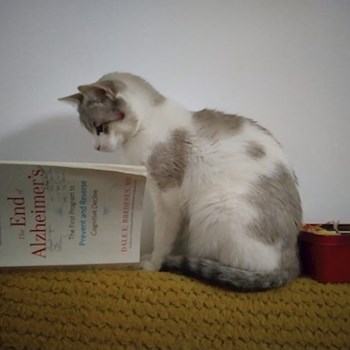 thumbnail petsitter Cluj-Napoca or pet nanny for cats