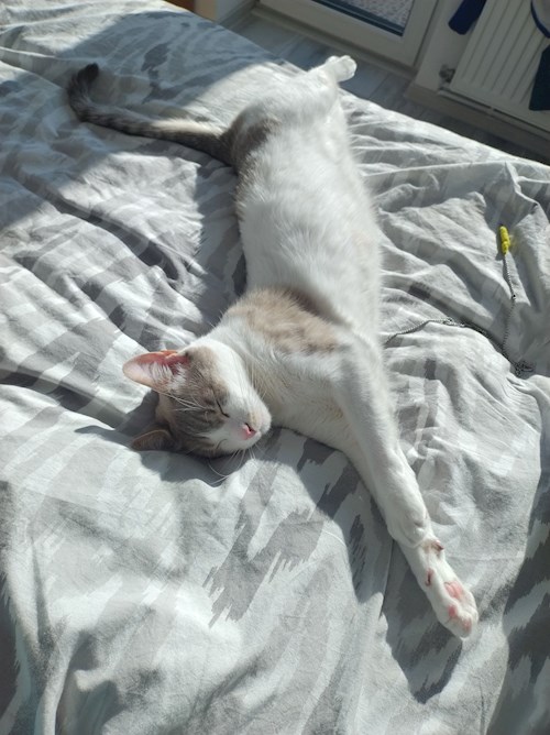 Andra-Sorina- petsitter Cluj-Napoca or Pet nanny for cats